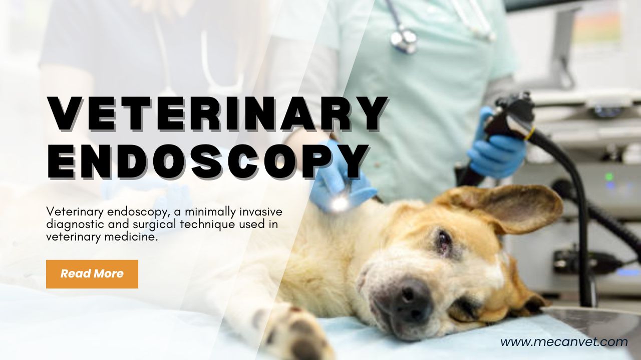 A Deep Dive into Veterinary Endoscopy